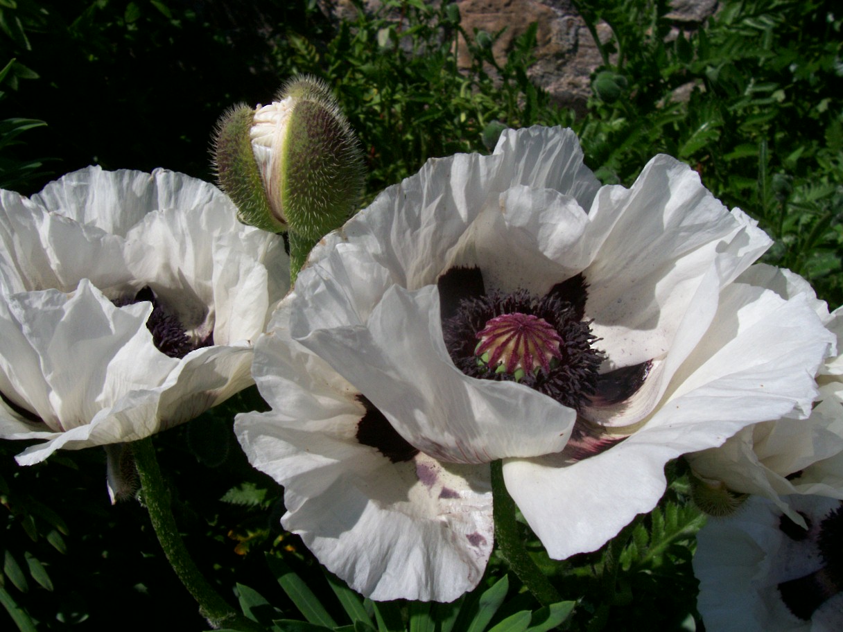 PAPAVER orientale Royal Wedding | emerisa gardens